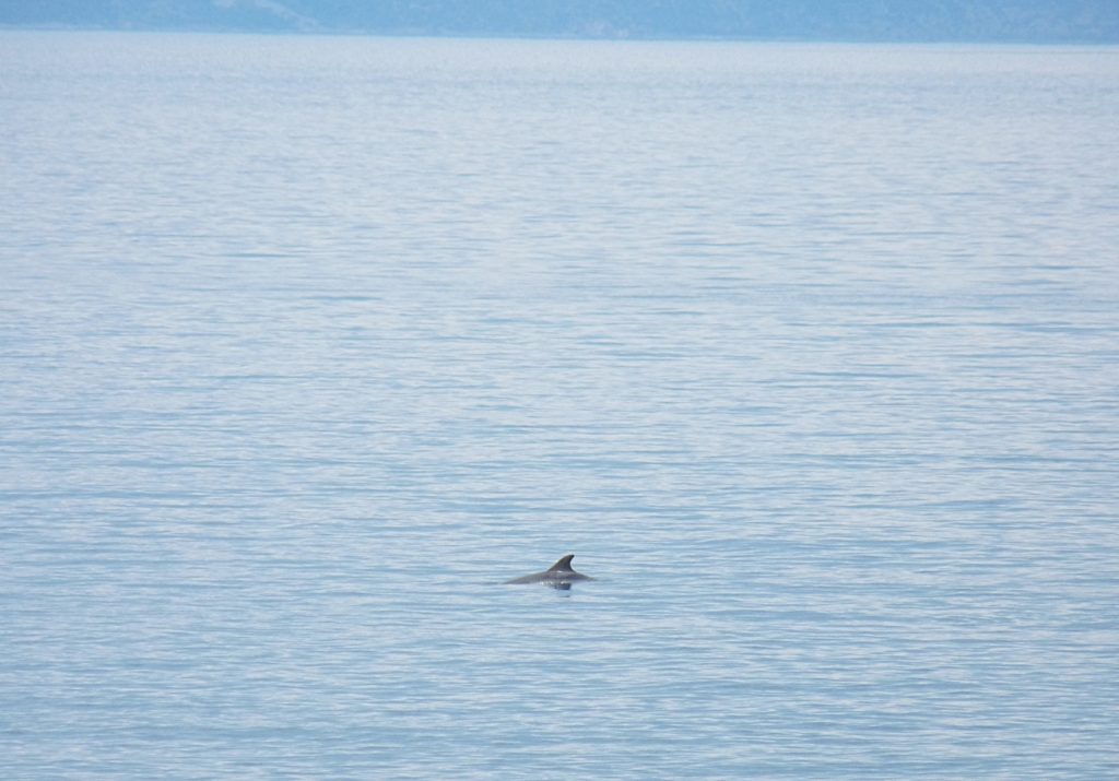 27_Sogar Delfine lassen sich regelmässig blicken in Ravni Labin