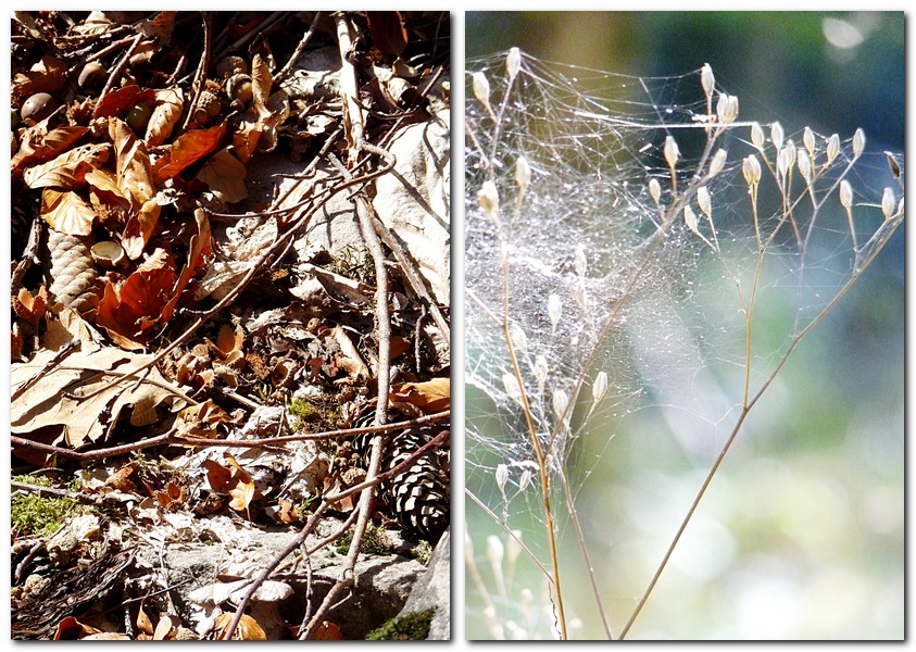 graeser-mit-spinnweben-altweibersommer
