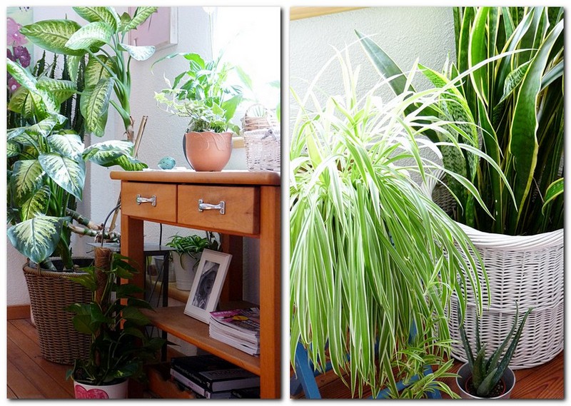 Zimmerpflanzen für ein gesundes Raumklima und gute Luft