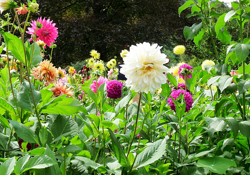 Ein Traumgarten mit bunten Dahlien in allen Farben
