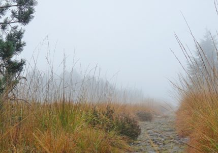 wanderpfad im nebel schliffkopf