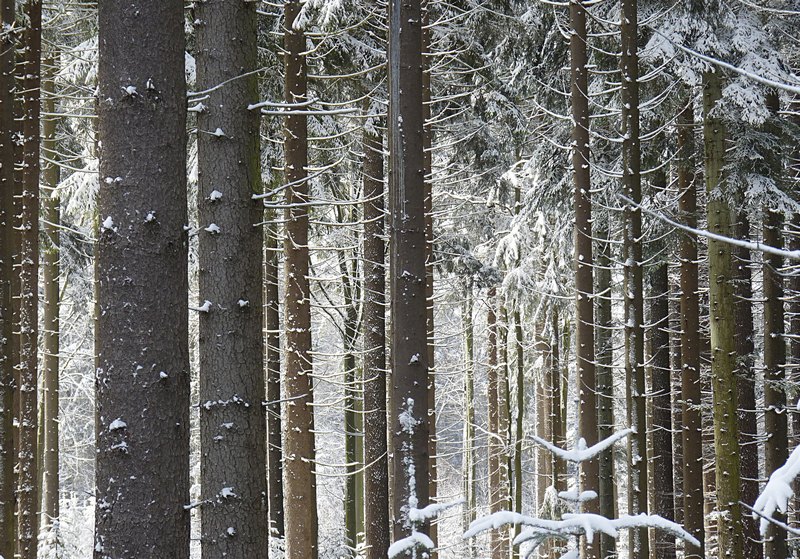 Schwarzwald im Winter_1