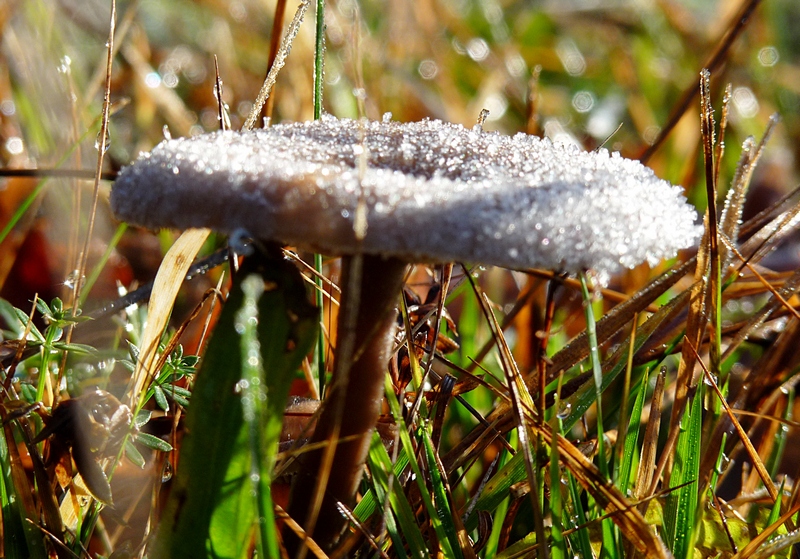 Pilz mit Frost