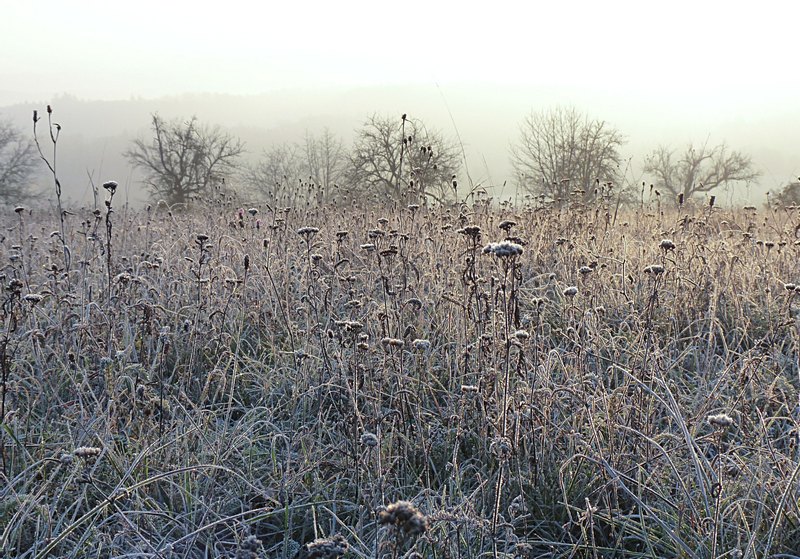 gefrorene Wiese im Morgennebel