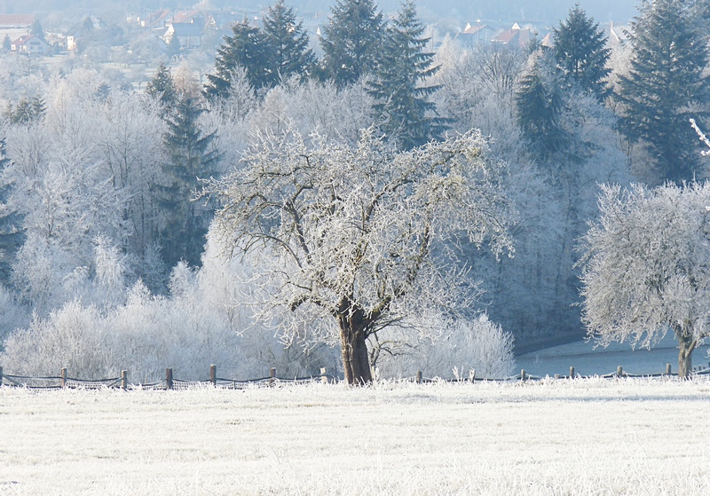 Baum auf gefrorener Wiese