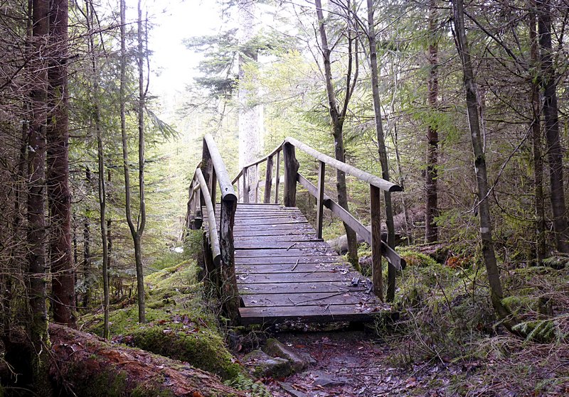 Holzbrücke Bärlochkar schwarzwald