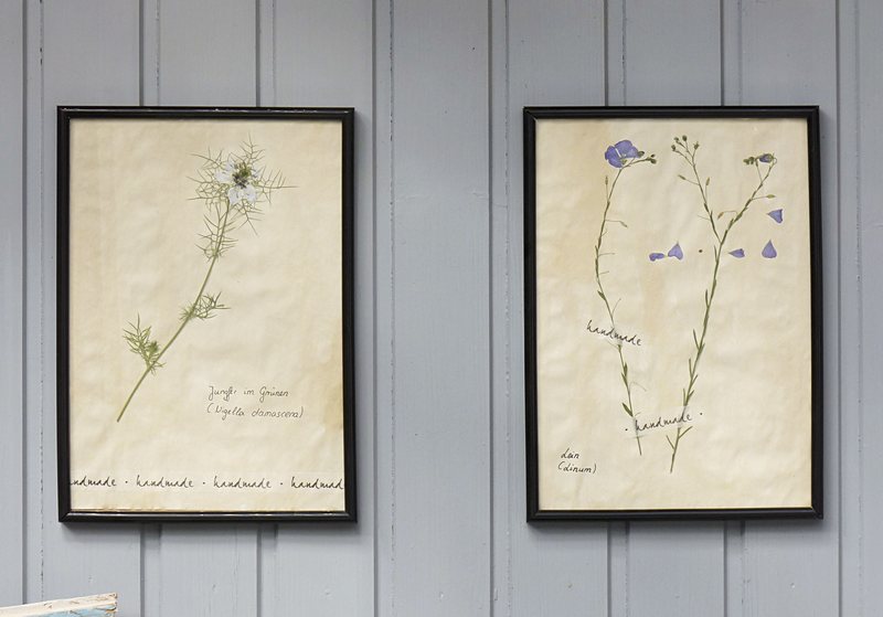 Herbarium Anlegen Mit Gepressten Blumen Und Pflanzen