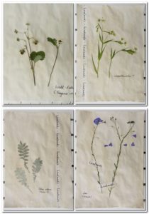 Herbarium machen