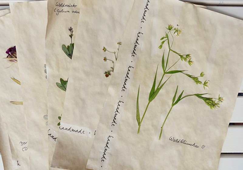 Herbarium Anlegen Mit Gepressten Blumen Und Pflanzen