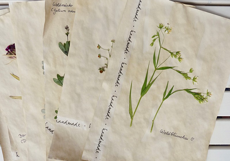 Herbarium selber machen mit gepressten Blüten