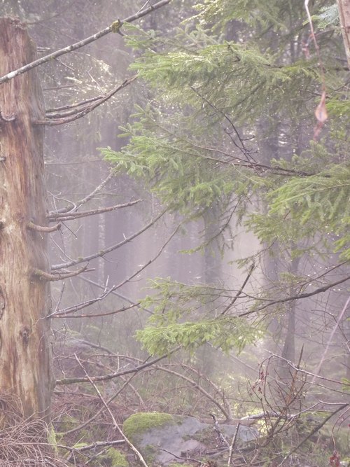 Seelentröster Wald