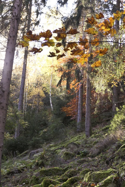Herbstlicher Wald - Stresskiller Natur