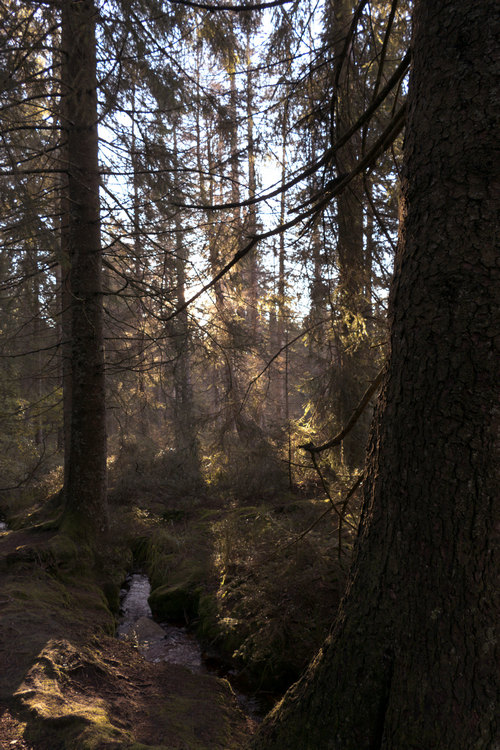 Stresskiller Wald - Bachlauf am Hochmoor